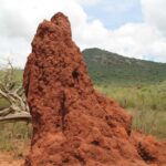 2009-03 Kamtonga 12 anthill
