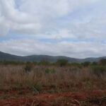 2009-03 Kamtonga 57 Mgama Ridge