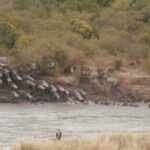 2013-07 Masai Mara 37