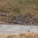 2013-07 Masai Mara 42