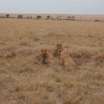 2013-07 Masai Mara 43