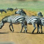 2018-07 Ngorongoro 61