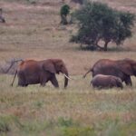 2018-07 Taita Hills Salt Lick 35